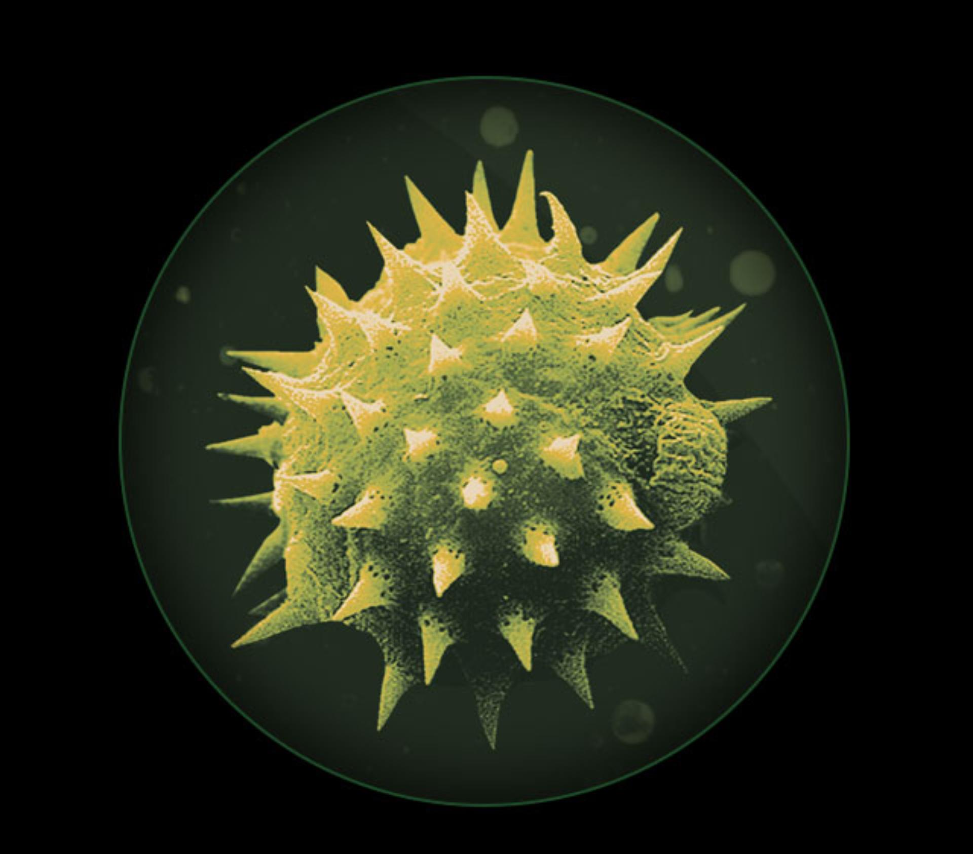 Pollen 