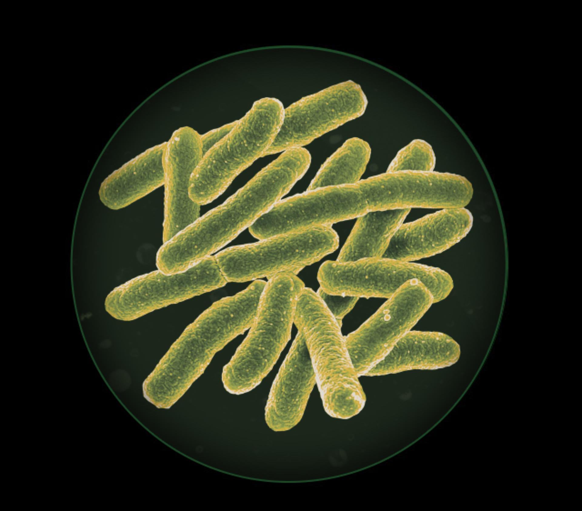 Bacteria