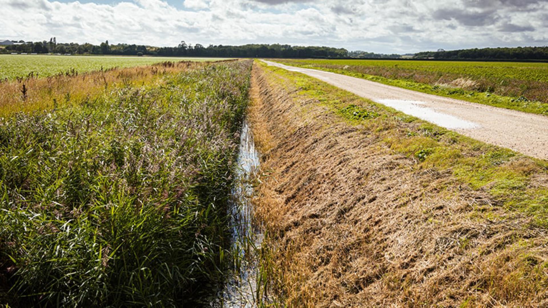 Landscape view of ditches bordering Dyson Farming fields