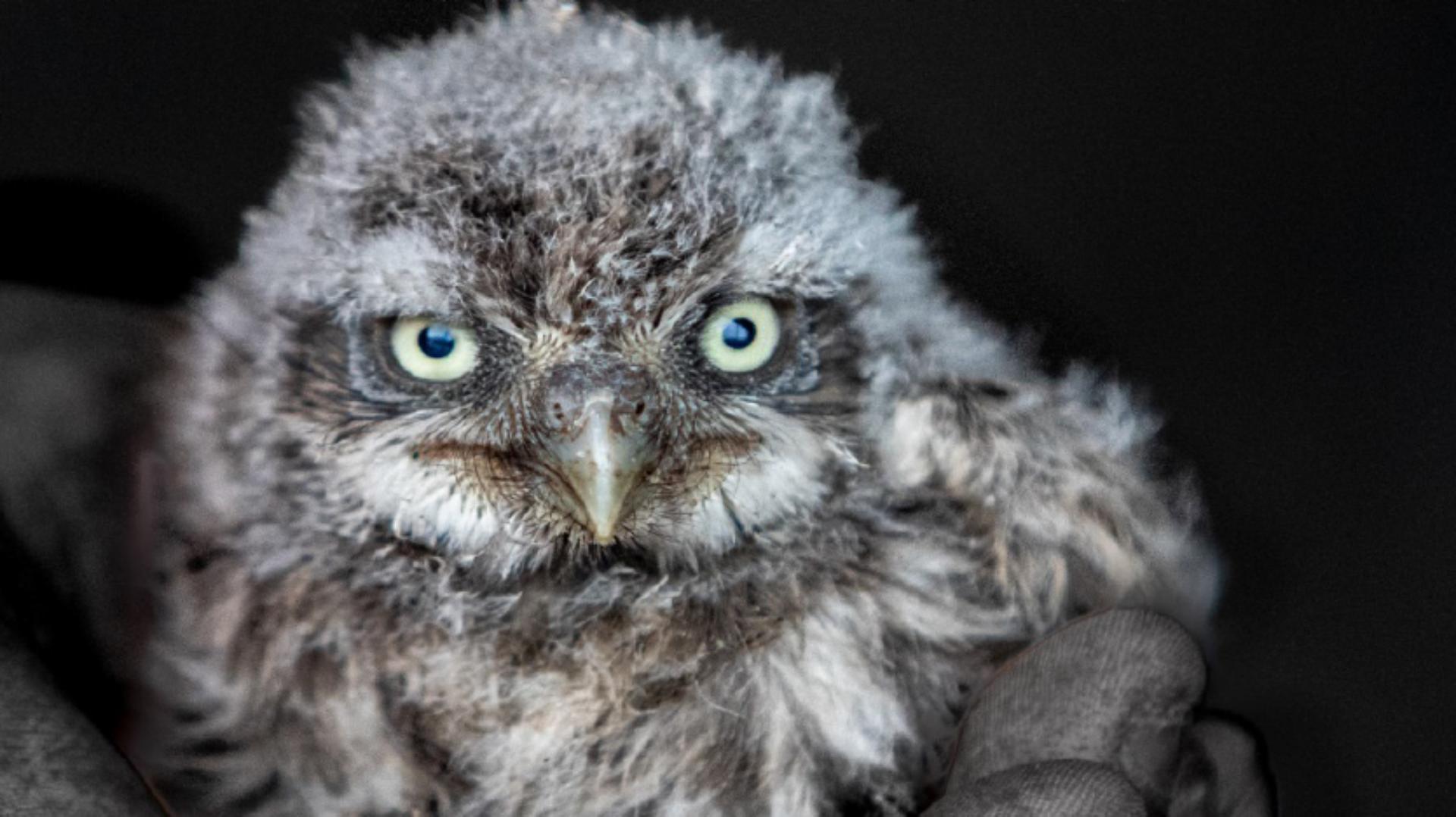 An Owl chick