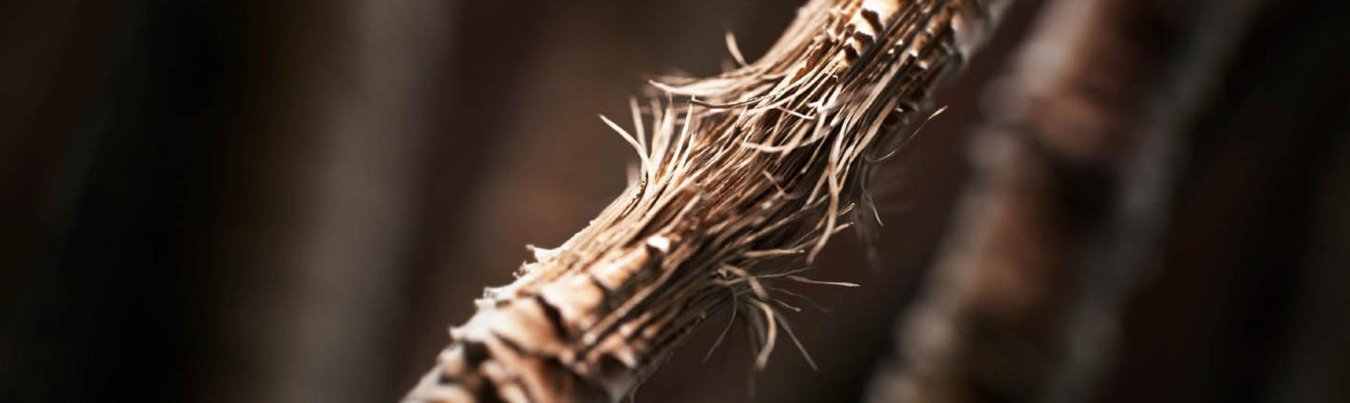 Hair strand under a microscope with signs of breakage