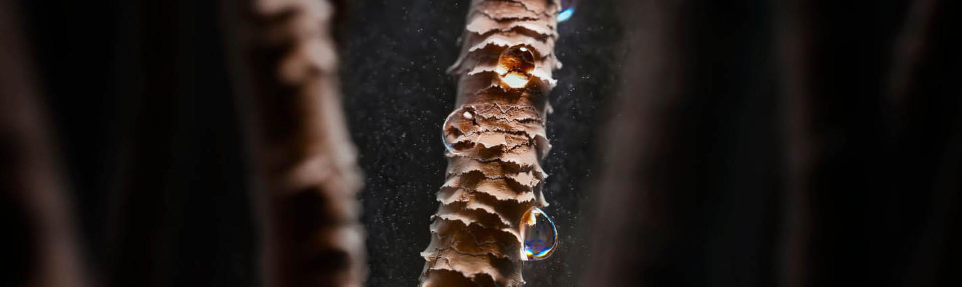 Hair strand under a microscope with signs of moisture